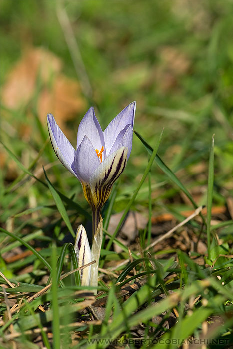 Crocus biflorus